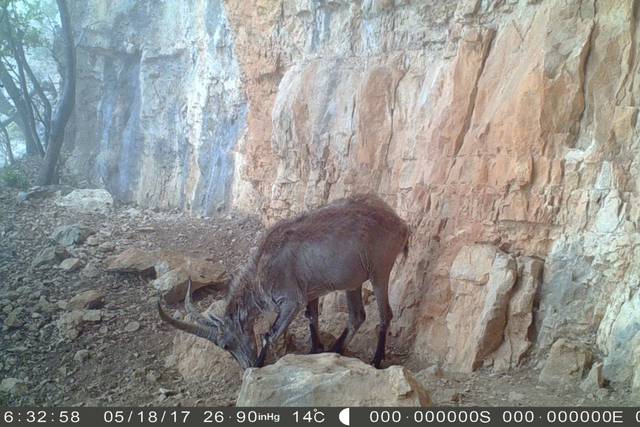 La sarna de la cabra hispánica llega a Teruel y podría afectar hasta el 90% de los ejemplares