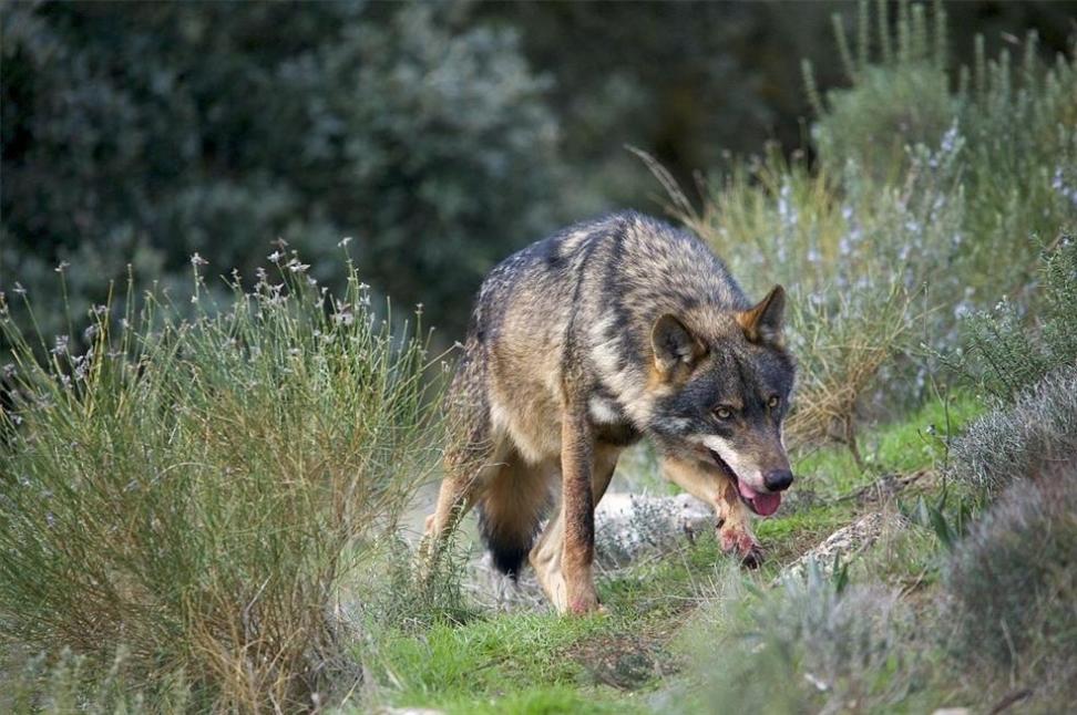 Las Agrupaciones de Defensa Forestal rechazan el programa de recuperación del lobo en Andalucía