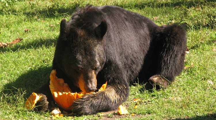 El cebo de los cazadores representa el 40% de la dieta de los osos