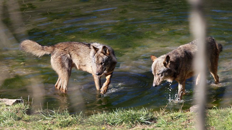 Abaten dos lobos en los controles del Principado en la Sierra del Cuera