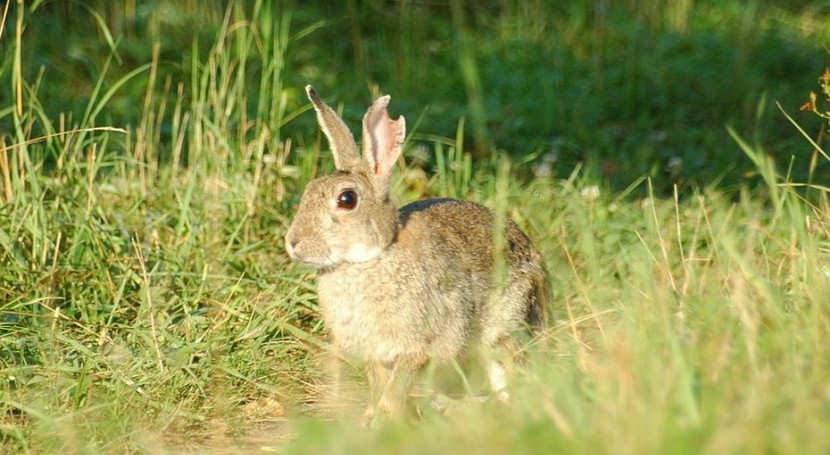 La Confederación del Guadiana autoriza "de forma excepcional" cazar conejos en zonas fluviales