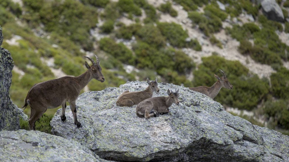 Denuncian el traslado de cabras hispánicas del Parque Nacional de Guadarrama a Francia