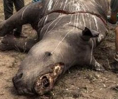  Sudáfrica consigue frenar la caza furtiva de rinocerontes