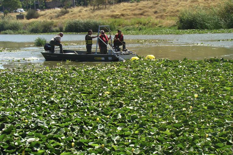 El nenúfar del río Guadiana causa problemas a los piragüistas y pescadores