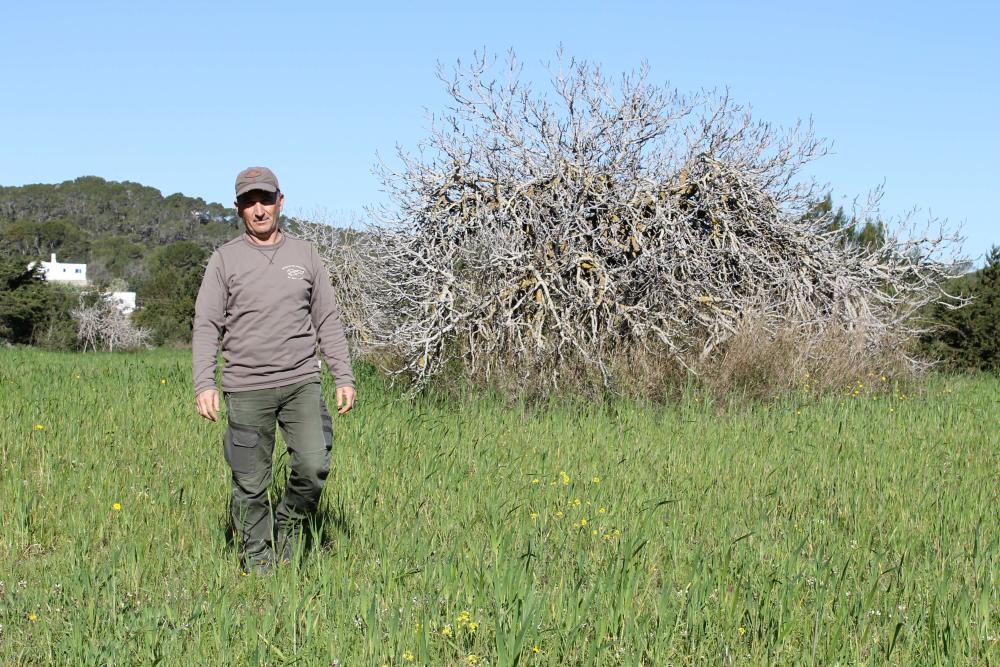 Los cazadores de Ibiza cuidan el campo con trigo