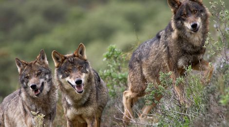 Bruselas abre la puerta a poder cazar lobos al sur del Duero