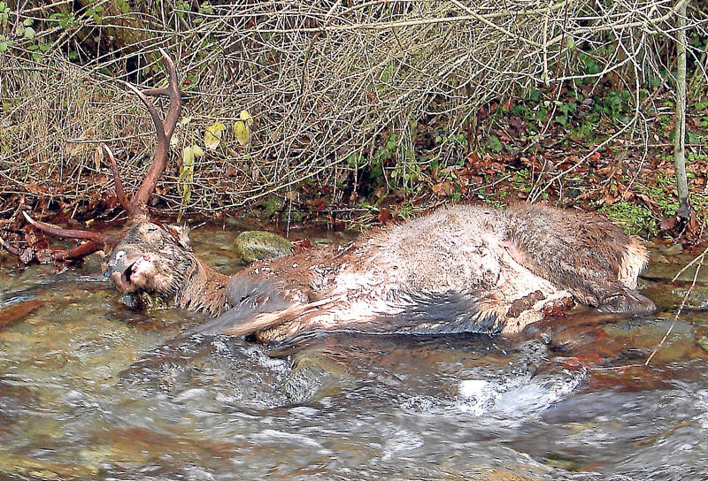 La Reserva de Caza de Urbión registra 369 casos de sarna en ciervos desde 2014