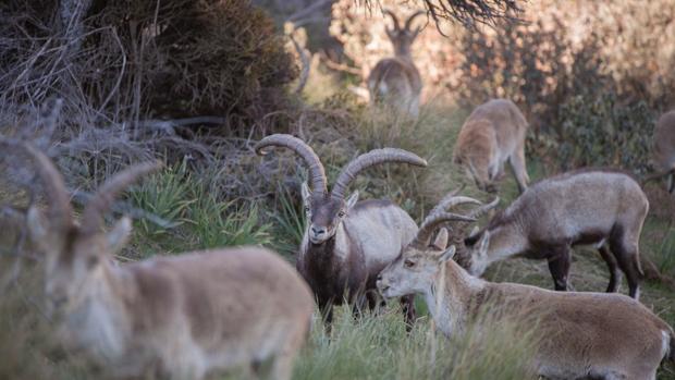 La Comunidad de Madrid vende cabras a los Pirineos para acabar con la superpoblación en el Guadarrama