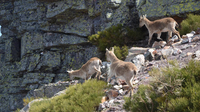 La Reserva de Caza de Las Batuecas fija para el 4 de marzo la subasta anual de cabra montés, corzo y becada