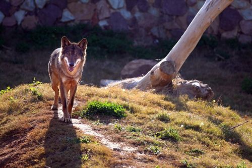 La Junta de Castilla y León aboga por cubrir los cupos de caza del lobo 