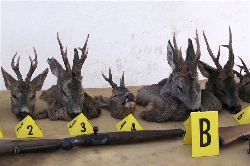 Sorprenden en Zamora a dos madrileños con 9 cabezas de corzo de caza furtiva