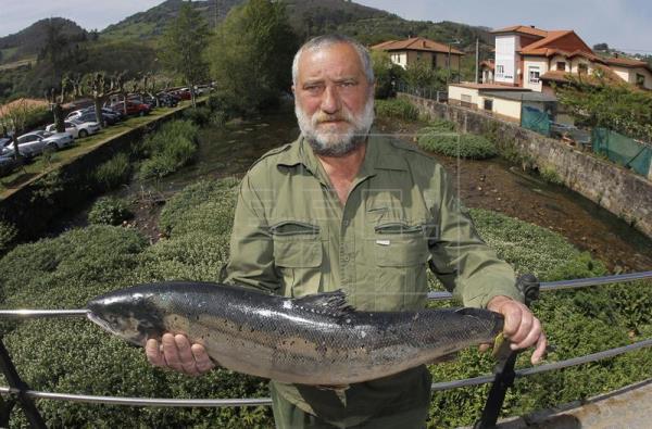 Vendido por 9.500 euros el "campanu", de 5,8 kilos y pescado en el río Eo