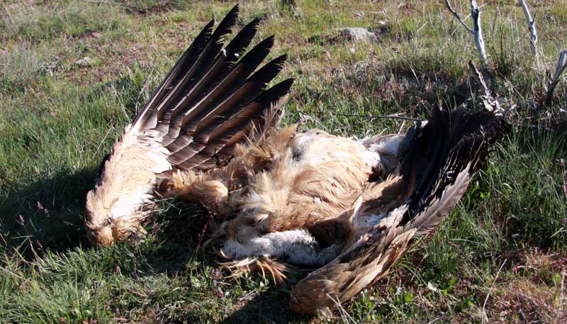 RFEC y Artemisan piden a La Sexta una rectificación tras señalar a los cazadores como responsables de envenenamientos de animales