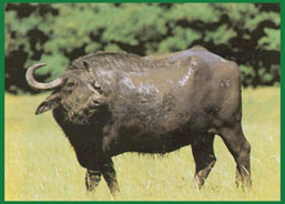 Búfalo de agua en Argentina