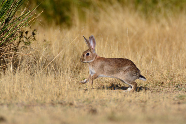 La Junta abre "la veda" a la caza del conejo en Burgos para combatir plaga
