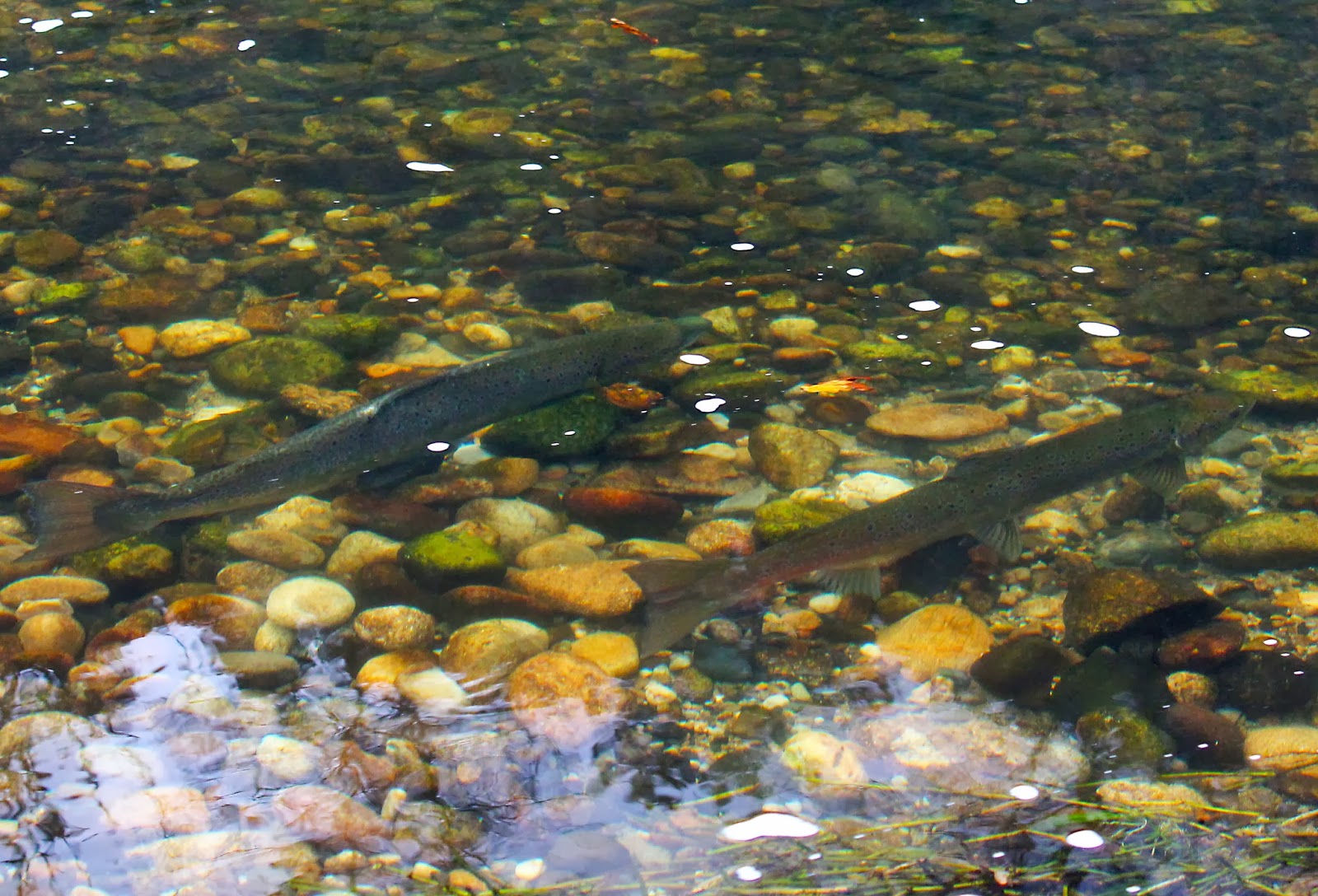 "Nunca hay salmones suficientes para el desove"