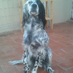 Iris Setter Ingles. Iris Setter english