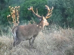 venado