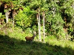 La berrea en Wanganui Safaris