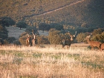 Venado