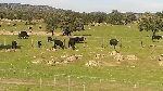 toros andujar 2012